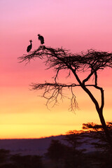 African Sunrise and Crowned Cranes