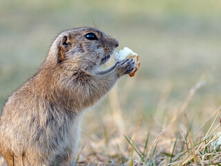 Portrait of a gopher on the grassy lawn. Close-up