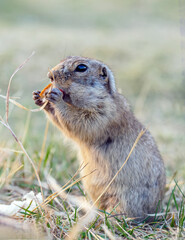 Portrait of a gopher on the grassy lawn. Close-up