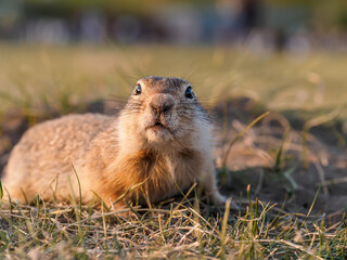 Gopher on the grassy lawn is looking at the camera. Close-up
