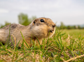 Portrait of a gopher on the grassy lawn. Close-up