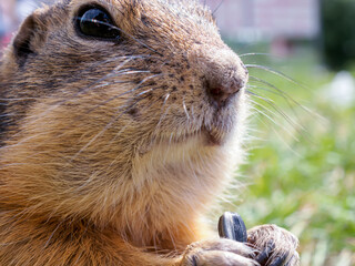 Portrait of a gopher on the grassy lawn. Close-up