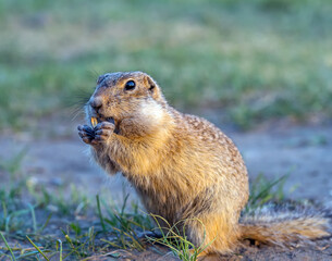 Portrait of a gopher on the grassy lawn. Close-up