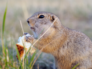 Portrait of a gopher on the grassy lawn. Close-up