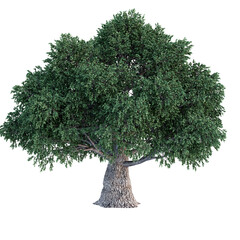 Fototapeta premium Single tree on transparent background, High quality isolated tree
