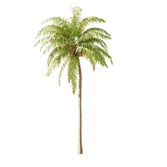 Obraz premium Single tree on transparent background, High quality isolated tree