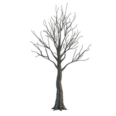 Obraz premium Single tree on transparent background, High quality isolated tree