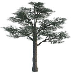 Single tree on transparent background, High quality isolated tree