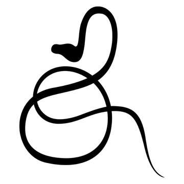 snake vector, icon, symbol, logo, clipart, isolated. vector illustration. vector illustration isolated on white background.