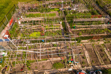 Urban gardening. City urbanized vegetable garden. Aerial view. Growing, farming vegetables in the...