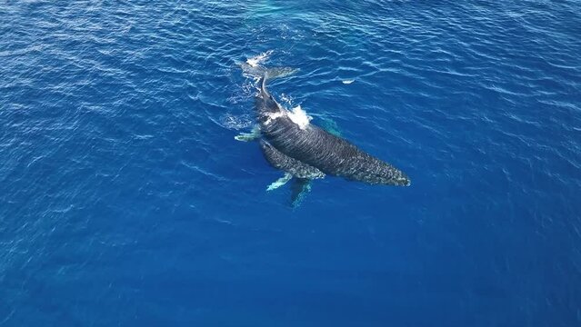 Incredibly Clear Drone Footage Of Humpback Whale Mom And Baby Calf Spouting Double Rainbows Off The Coast Of Maui.