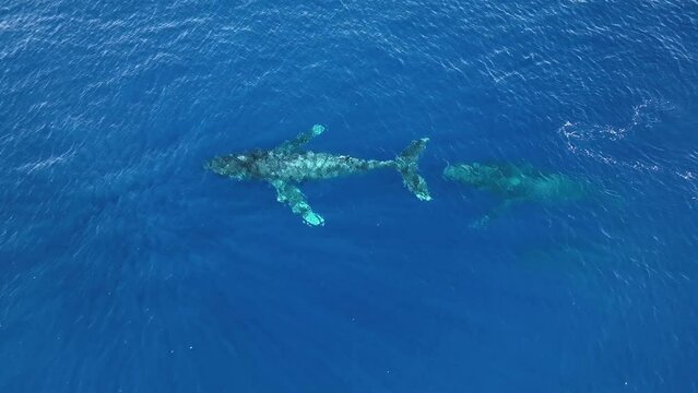 Aerial Of Humpback Whales In Maui. Winter Migration.