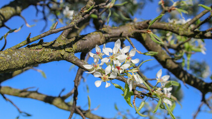 branches of a tree