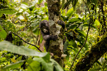 An endangered baby mountain gorilla climbs in the trees in Uganda