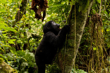 An endangered baby mountain gorilla climbs in the trees in Uganda