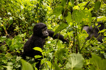 An endangered baby mountain gorilla climbs in the trees in Uganda