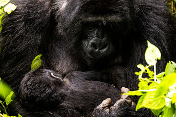 An endangered mother mountain gorilla nurses her one-week-old baby in Uganda © Michael