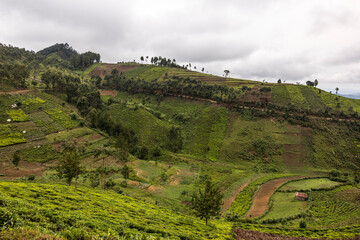 Deforestation for tea plantations in Uganda