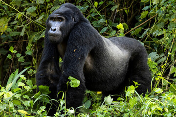 An endangered silverback mountain gorilla in Uganda