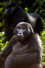An endangered mountain gorilla in Uganda