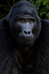 An endangered silverback mountain gorilla in Uganda