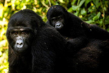 A baby mountain gorilla on his mother's back in Uganda
