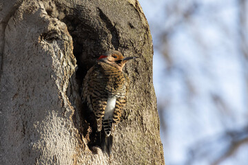 northern flicker or common flicker (Colaptes auratus) in winter