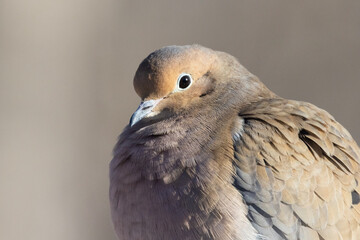 mourning dove (Zenaida macroura) winter portrait