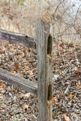 Barrier for cattle or horses made of old wood in autumn winter, with fallen leaves around it. brown