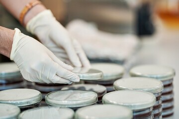 A lab technician with gloved hands handles a stack of Petri dishes on a table, indicating microbiological testing and sample preparation.