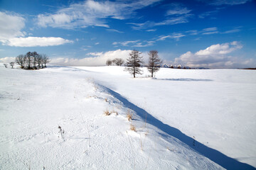 Obraz premium 雪原の並木と知床連山（中標津町）.jpg