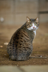 振り向いている猫