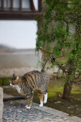 野良猫が木にマーキングしている