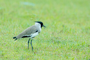The River Lapwing on green field