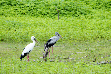 The heron on green field