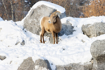 Naklejka premium big horn sheep in the snow