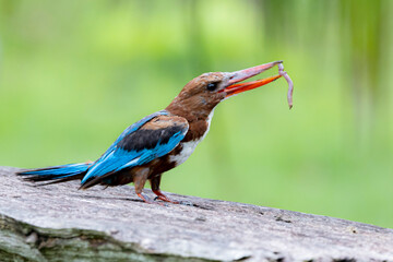 The White-breasted Kingfisher on a branch