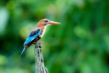 The White-breasted Kingfisher on a branch