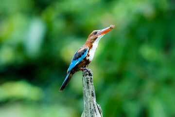 The White-breasted Kingfisher on a branch