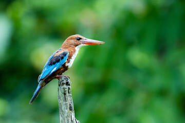 The White-breasted Kingfisher on a branch