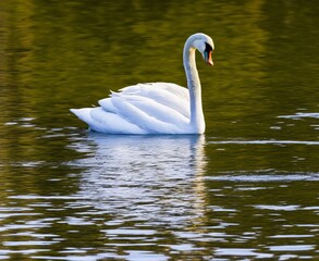 swans on the lake
