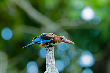The White-breasted Kingfisher on a branch