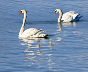 swans on the lake