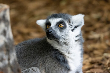 ring lemur