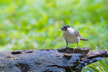 The Sooty-headed Bulbul on a log