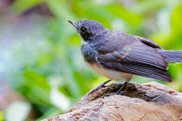 The Fantail Flycatchers on ground
