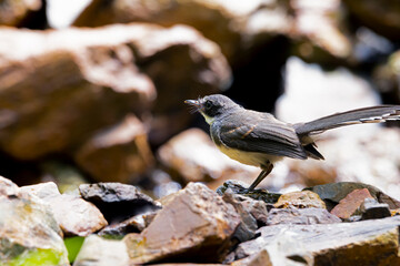 The Fantail Flycatchers on ground