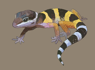 Drawing stripped african gecko, beautiful, art.illustration, vector