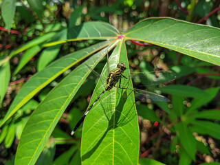 Dragonfly or sibar-sibar