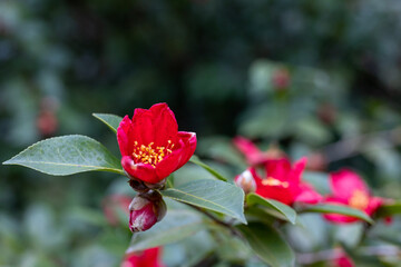 red flower